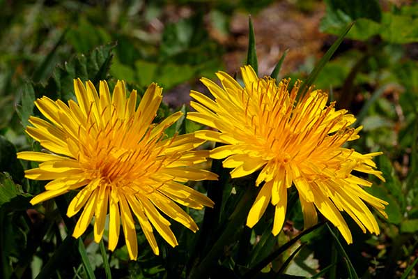 Para Chrysanthellum
