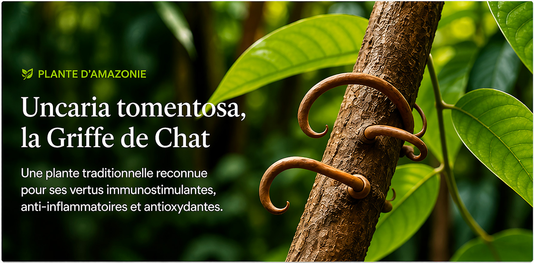 Visuel Griffe de Chat