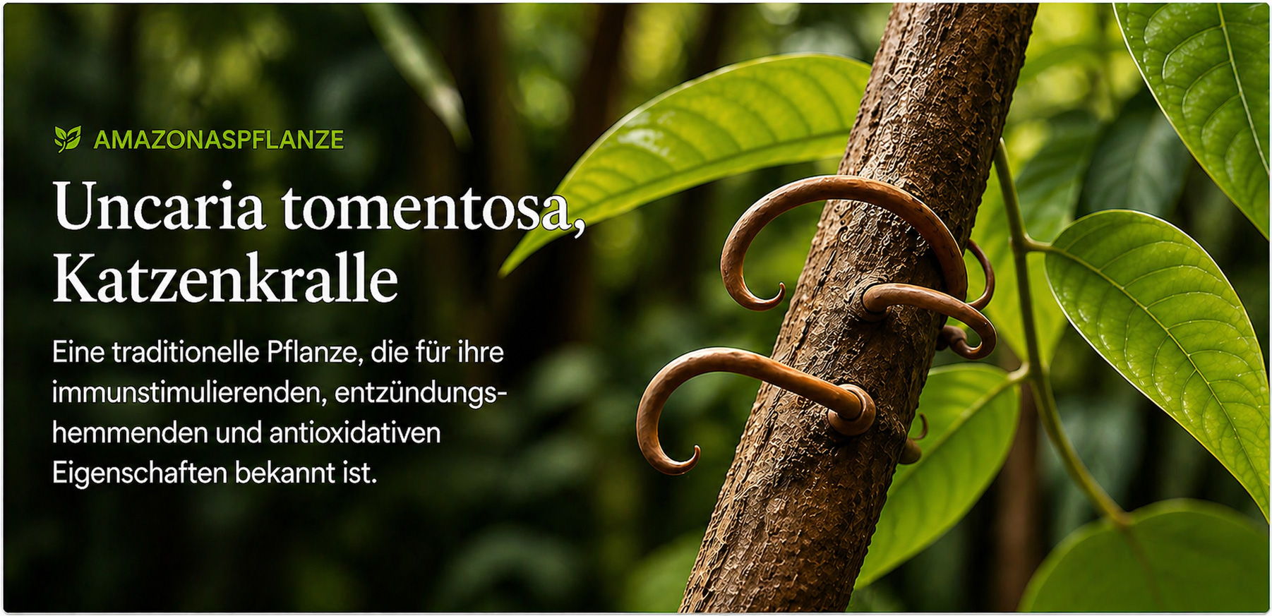 Katzenkralle Visual