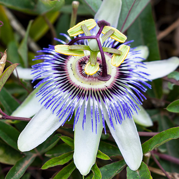 Passiflore